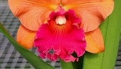 Creando los colores... Cattleya Parte 2