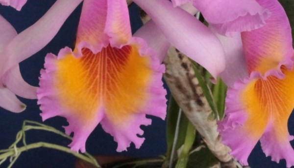 Creando los colores... Cattleya Parte 4