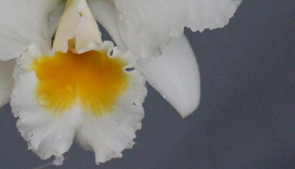 Creando los colores... Cattleya Parte 5