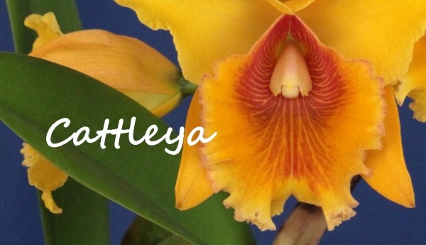 Creando los colores... Cattleya Parte 7