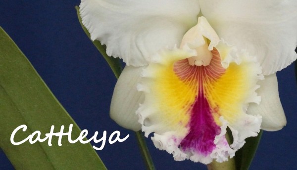 Creando los colores... Cattleya Parte 8