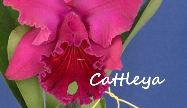 Creando los colores... Cattleya Parte 9