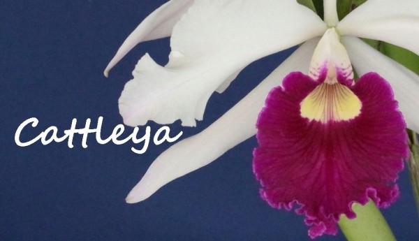 Creando los colores... Cattleya Parte 10