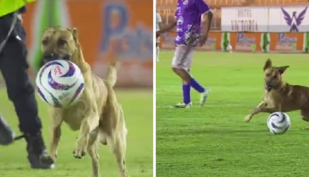 Un Perro se Convierte en la Estrella Inesperada de un Partido de Fútbol