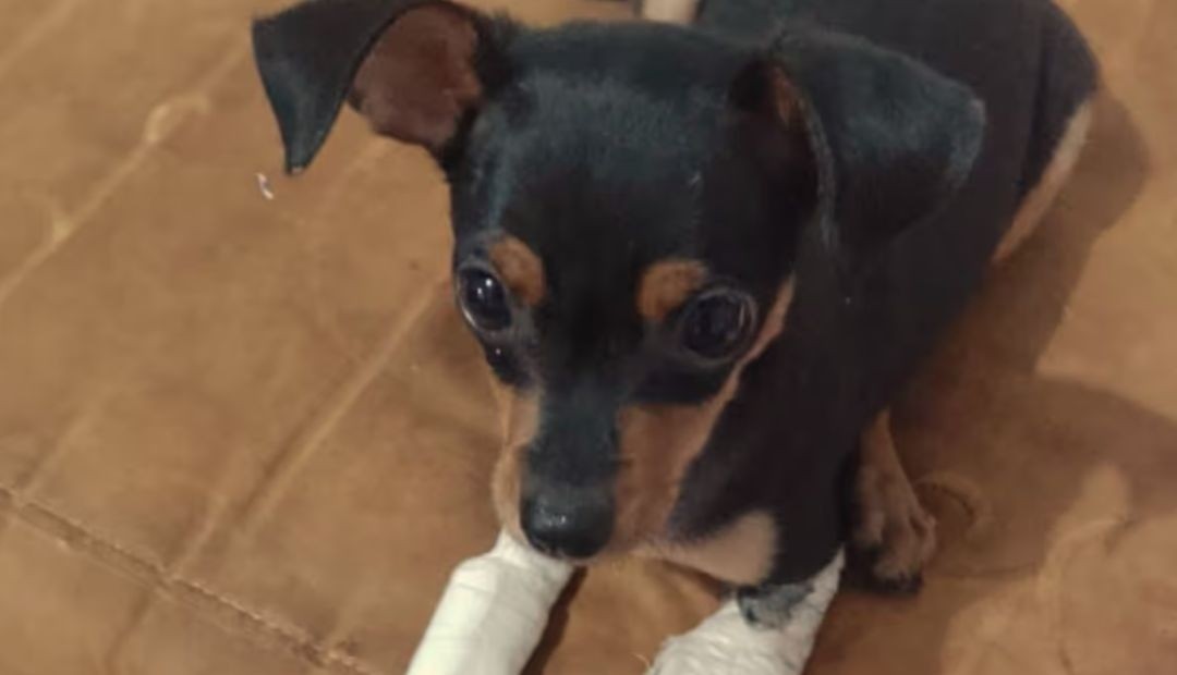 La comunidad se une para ayudar a Sol: una cachorra víctima de crueldad en Bucaramanga