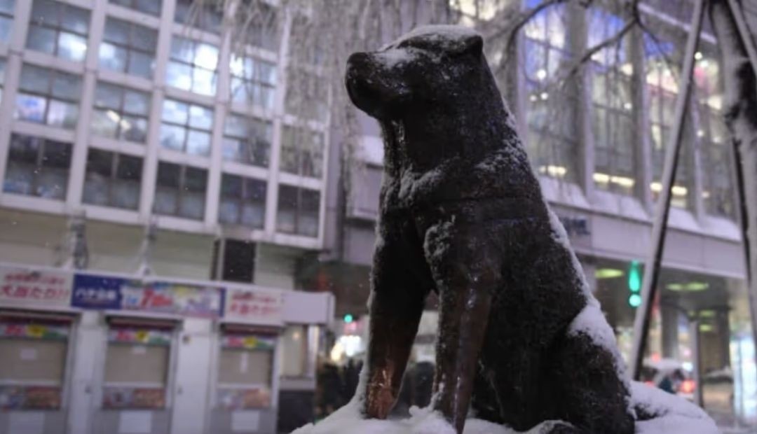 El conmovedor legado de Hachik?, cien años de fidelidad inquebrantable