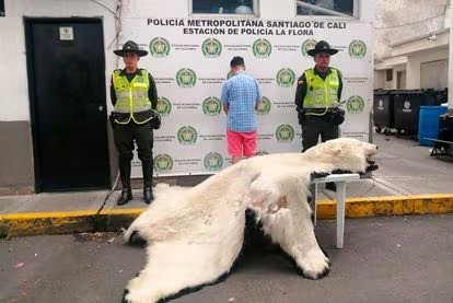 ¡Insólito! En un almacén en Cali ofrecían la piel de oso polar 
