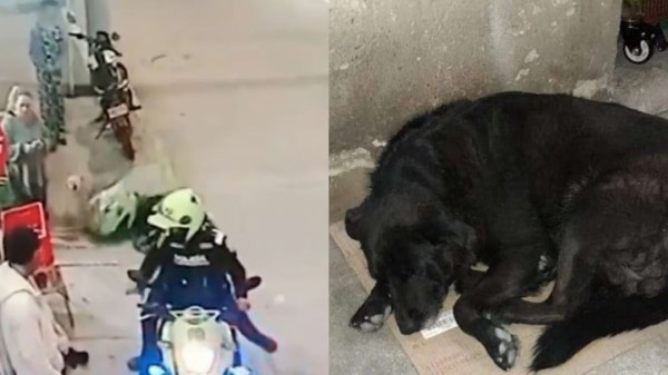 ¡indignante! Brutalidad policial contra un perrito