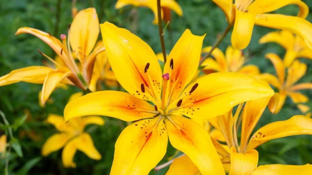 Lirios y flores amarillas un encanto  en el mes del amor y la amistad 