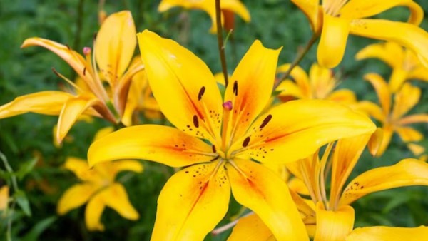 Lirios y flores amarillas un encanto  en el mes del amor y la amistad 