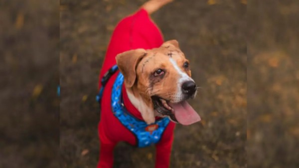 La Plenaria de la Cámara aprueba por unanimidad la Ley Ángel: un paso firme contra el maltrato animal