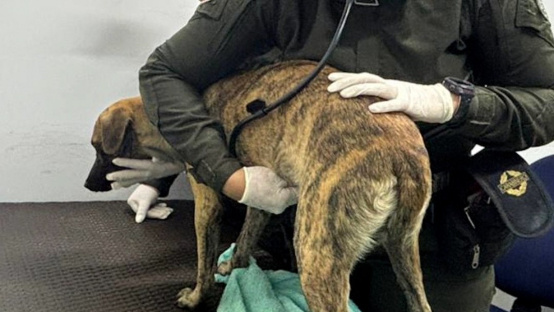 Judicializado hombre que lesionó a un canino en Montecristo, Bolívar