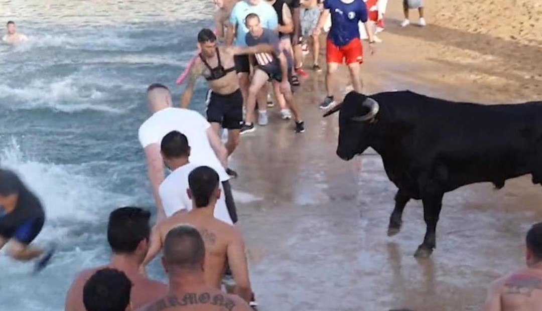 Toro murió tras caer al mar al huir de una multitud que lo hostigaba