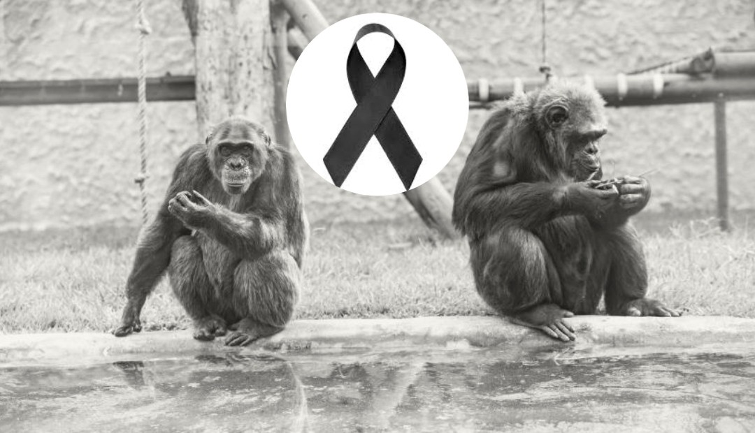 ¿La vida de los chimpancés no valía? ¿Solo valen las vidas humanas?