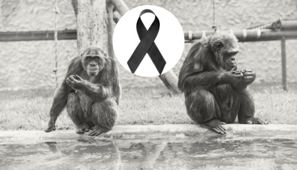 ¿La vida de los chimpancés no valía? ¿Solo valen las vidas humanas?
