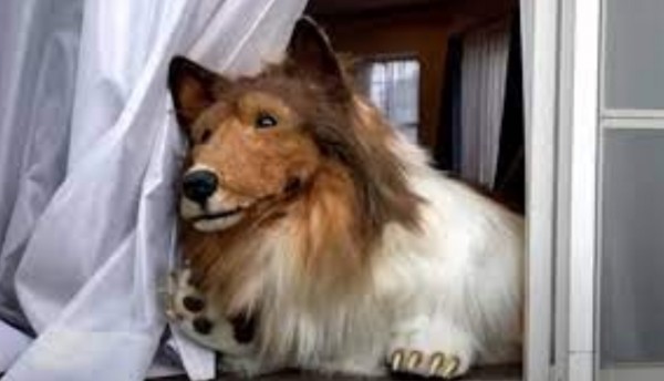 Hombre gastó 56 millones de pesos en su transformación a Perro