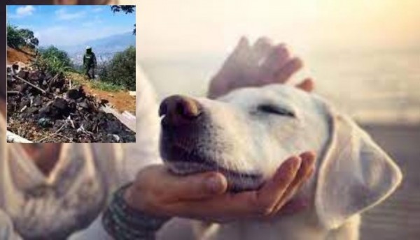 Muere perrita en medio de un tiroteo entre Policía y delincuente