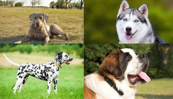 Elegir la raza de perro adecuada para tu espacio, lo que los expertos recomiendan