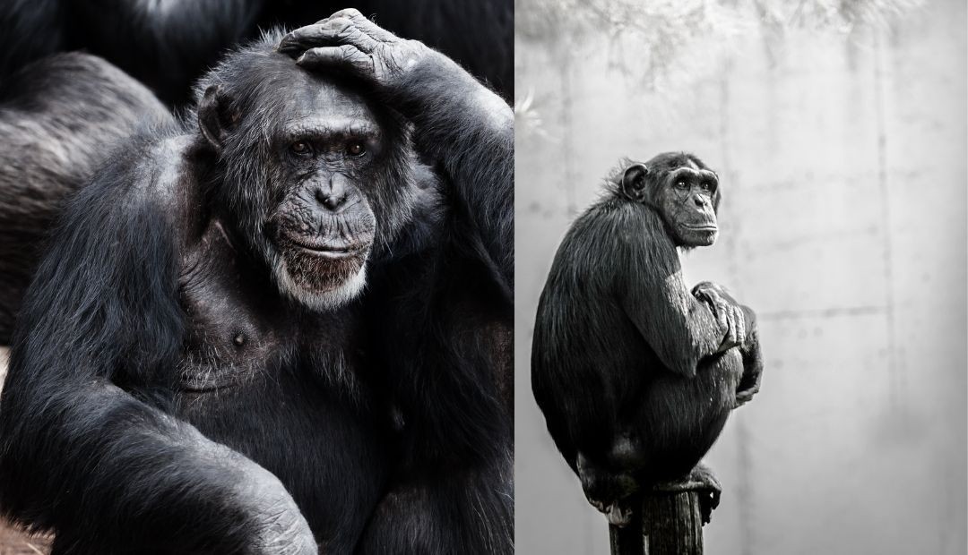 ¿Quién dio la orden?: Fiscalía imputa cargos a cuidador de Ukumarí por propiciar la fuga de Pancho y Chita