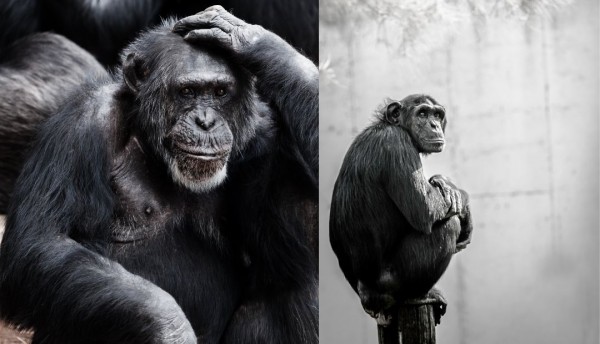 ¿Quién dio la orden?: Fiscalía imputa cargos a cuidador de Ukumarí por propiciar la fuga de Pancho y Chita