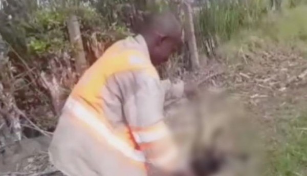 Judicializado hombre que le habría causado la muerte a un oso hormiguero en zona rural del Valle del Cauca