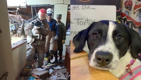 'Estrellita', la perrita que sobrevivió milagrosamente a la explosión en Rionegro