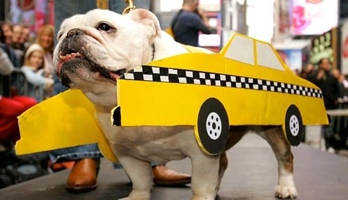 Mascotas en el servicio público - Resolución 448 del 29 de Agosto del 2018