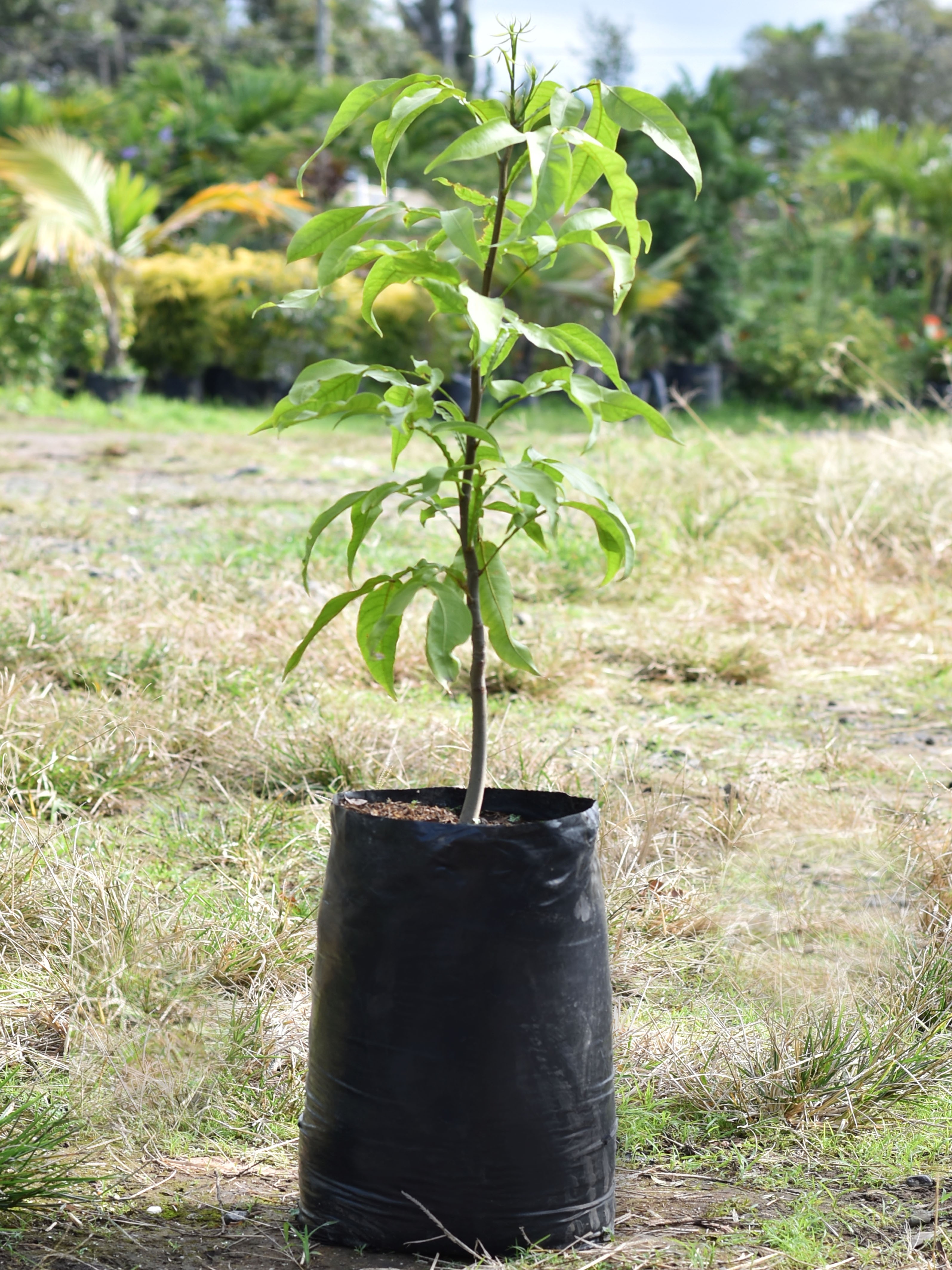 árbol de mamoncillo