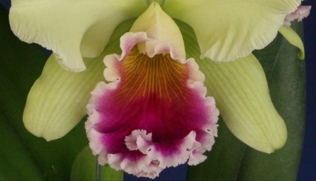 Creando los colores... Cattleya Parte 3