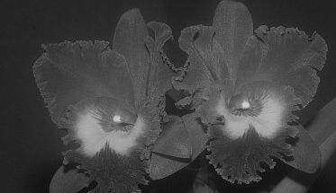 Lágrimas en las orquídeas...