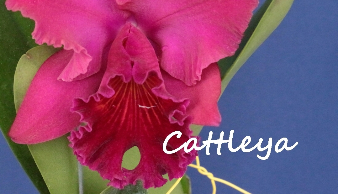 Creando los colores... Cattleya Parte 9