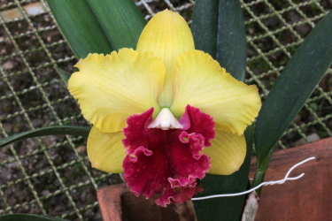 Cattleya híbrida -  Orquídeas Eva