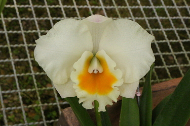 Cattleya híbrida - Orquídeas Eva