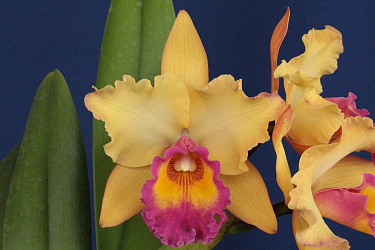 Cattleya híbrida - Orquídeas Eva