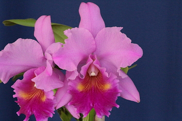Cattleya híbrida Orquídeas Eva