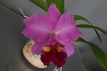 Cattleya híbrida Orquídeas Eva