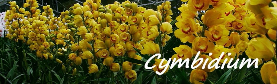 Cultivo Cymbidium