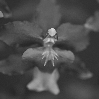 Oncidium obituario Orquídeas Eva