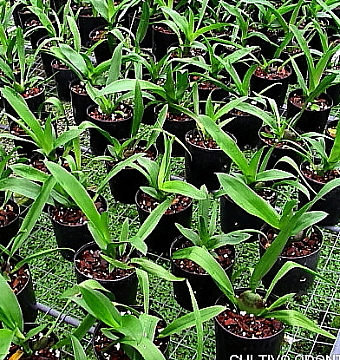 Cultivo Odontoglossum