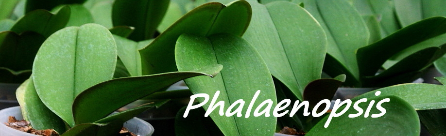 Cuidados para Phalaenopsis