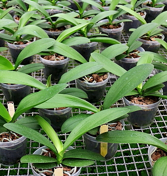 Cultivo Phalaenopsis