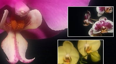 Cultivo Phalaenopsis