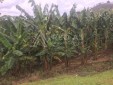 Se vende finca agrícola