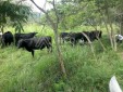 Finca Ganadera En Venta En El Sector De Pandi Arbelaez