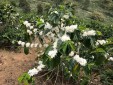 Finca Cafetera En Venta En Genova Quindio