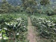 Finca Cafetera En Venta En Genova Quindio
