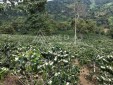 Finca Cafetera En Venta En Genova Quindio
