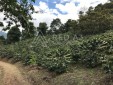 Finca Cafetera En Venta En Genova Quindio