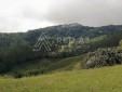 Finca productiva para la Venta en Santa Rosa de Cabal