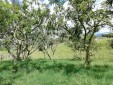 Finca productiva para la Venta Quimbaya